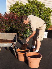 Image showing Senior man digging soil in wheelbarrow