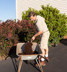 Image showing Senior man digging soil in wheelbarrow