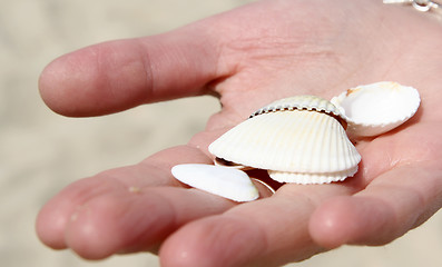 Image showing Scallop