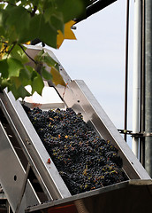 Image showing Wine making process