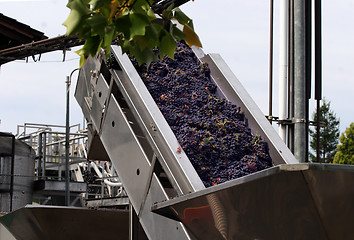 Image showing Wine making process