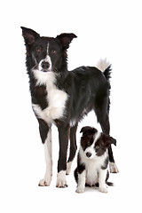 Image showing Border collie adult and puppy