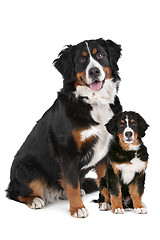 Image showing Bernese Mountain dog adult and puppy