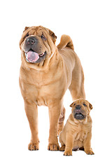 Image showing Chinese Shar Pei dog adult and puppy