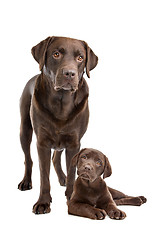 Image showing Chocolate Labrador adult and puppy