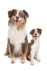 Image showing Australian Shepherd Adult and puppy