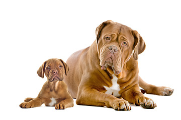 Image showing Dogue de Bordeaux adult and puppy