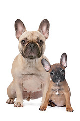 Image showing French Bulldog adult and puppy
