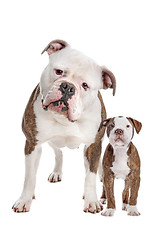 Image showing American Bulldog Adult and puppy