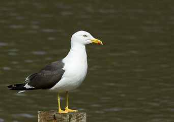 Image showing Lesser Black-backed Gull