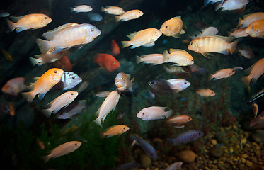 Image showing lots of fish