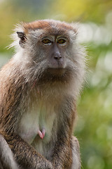 Image showing macaque monkey