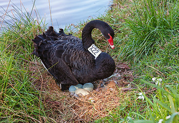 Image showing black swan on eggs