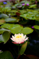 Image showing water lily in pond