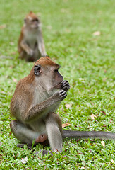 Image showing macaque monkey