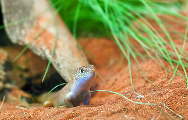 Image showing egernia atriata lizard