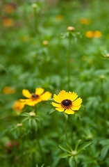 Image showing black eyed susan