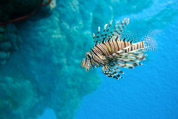 Image showing lion fish