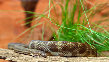 Image showing stimsons python snake