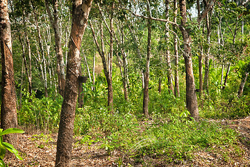 Image showing rubber tree plantation