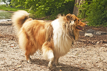 Image showing Collie