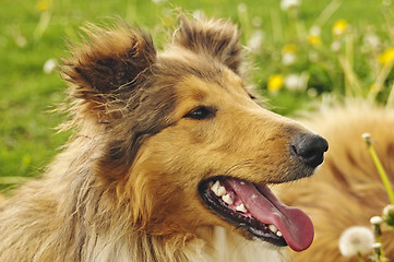 Image showing collie puppy sunny