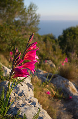 Image showing Gladiolus