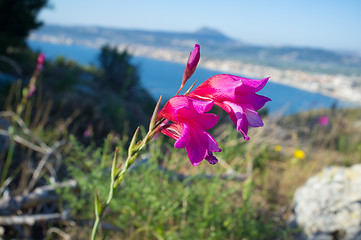 Image showing Mediterranean spring