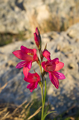 Image showing Red gladiolus