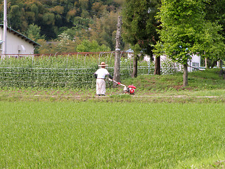 Image showing Farmer