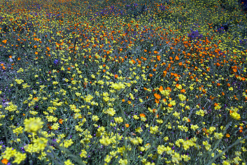 Image showing wild flowers