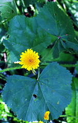 Image showing Little flower