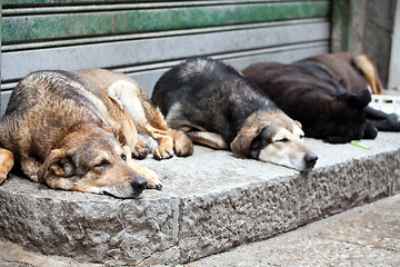 Image showing sleeping stray dogs
