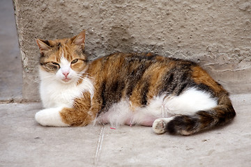 Image showing stray red nursing female cat