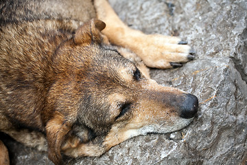 Image showing sleeping stray dog