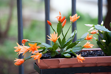 Image showing Christmas cactus