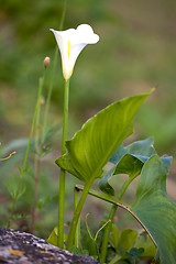 Image showing white calla lily flower 