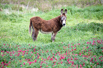 Image showing big furry donkey