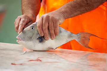 Image showing fish