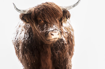 Image showing Scottish highland cow in snow