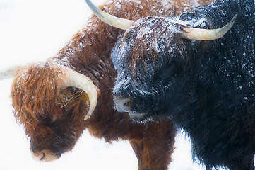 Image showing Scottish highland cows fighting in snow