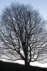 Image showing Tree no leaves large silhouette