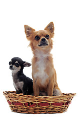 Image showing puppy and adult chihuahua