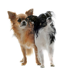 Image showing two chihuahuas