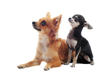 Image showing puppy and adult chihuahua