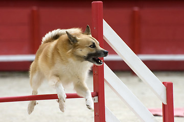 Image showing Icelandic Sheepdog in agility