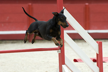 Image showing Manchester Terrier in agility