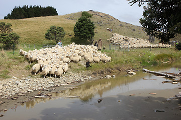 Image showing sheep farm