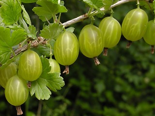 Image showing Gooseberry