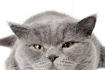 Image showing Closeup photo of a quiet British cat